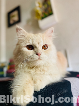 Traditional Persian Female